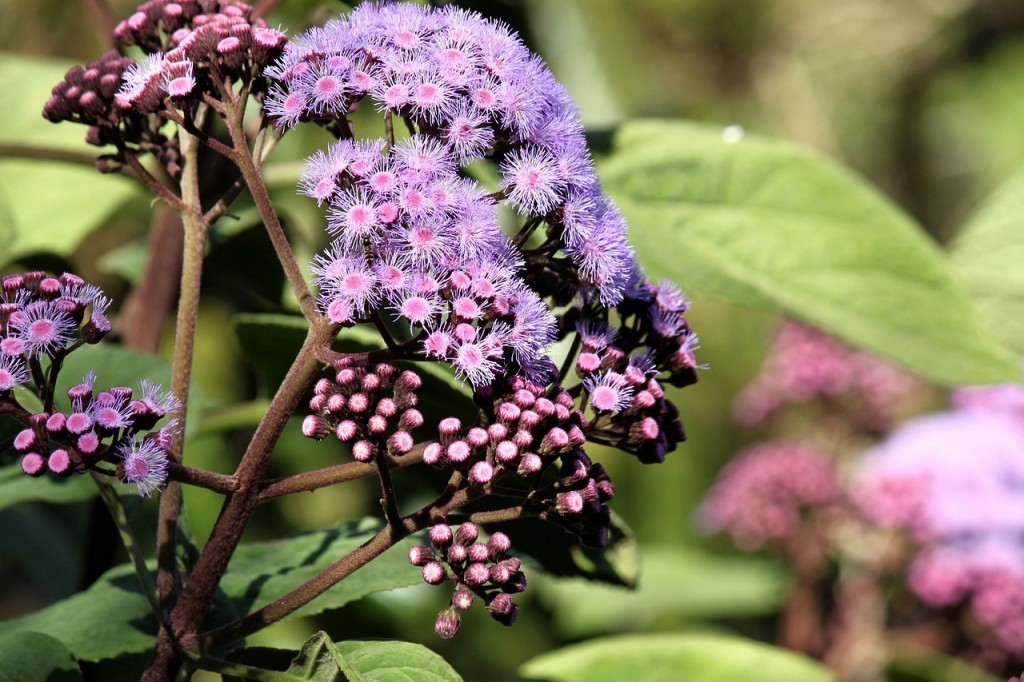 Royal Botanical Garden