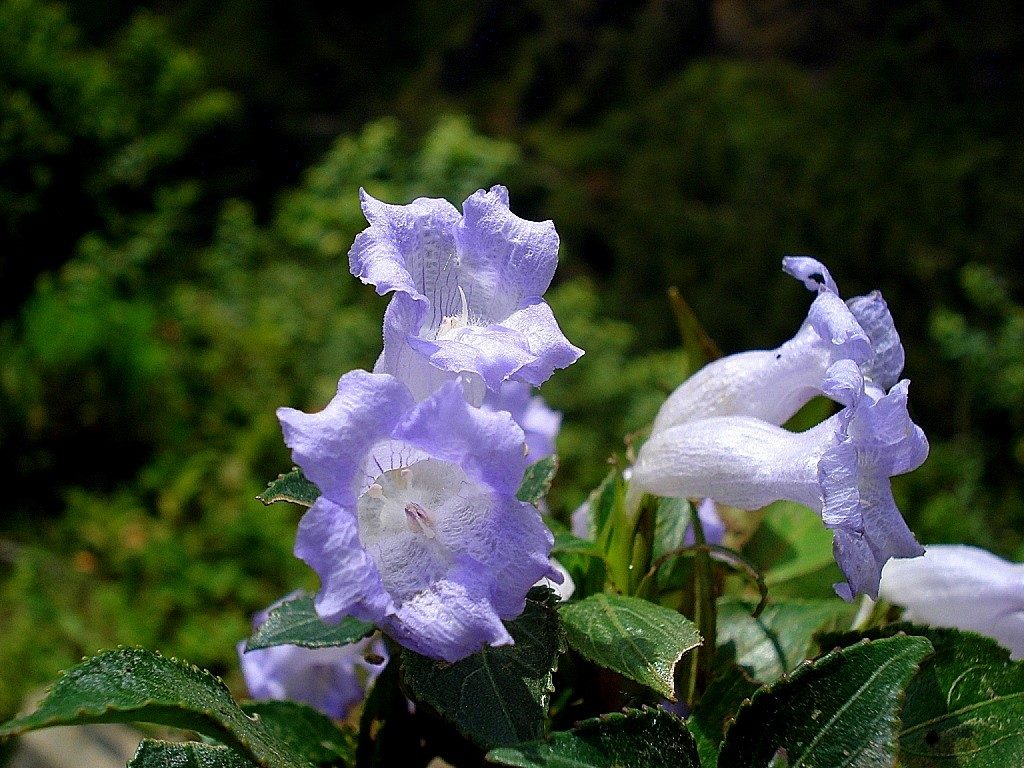 Neelakurinji