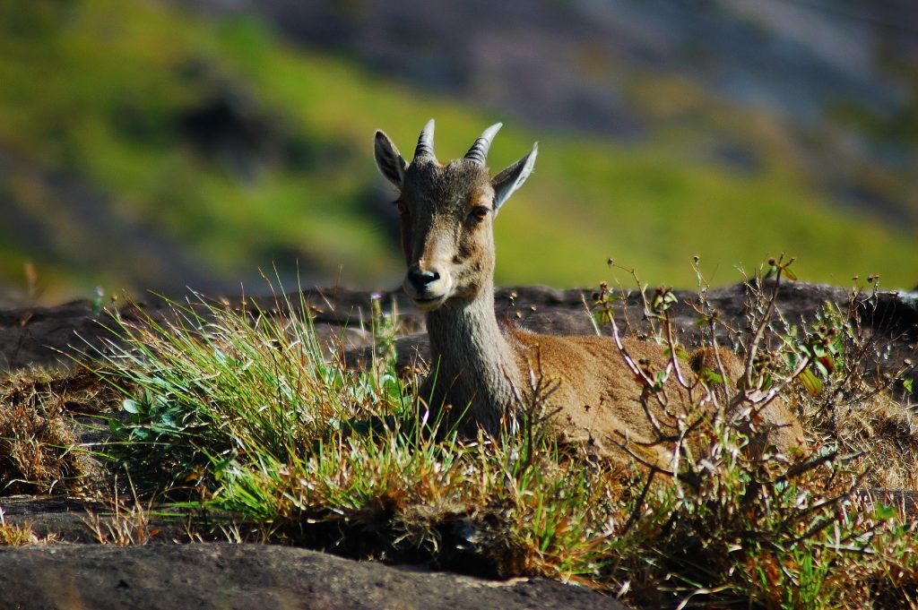 Wildlife