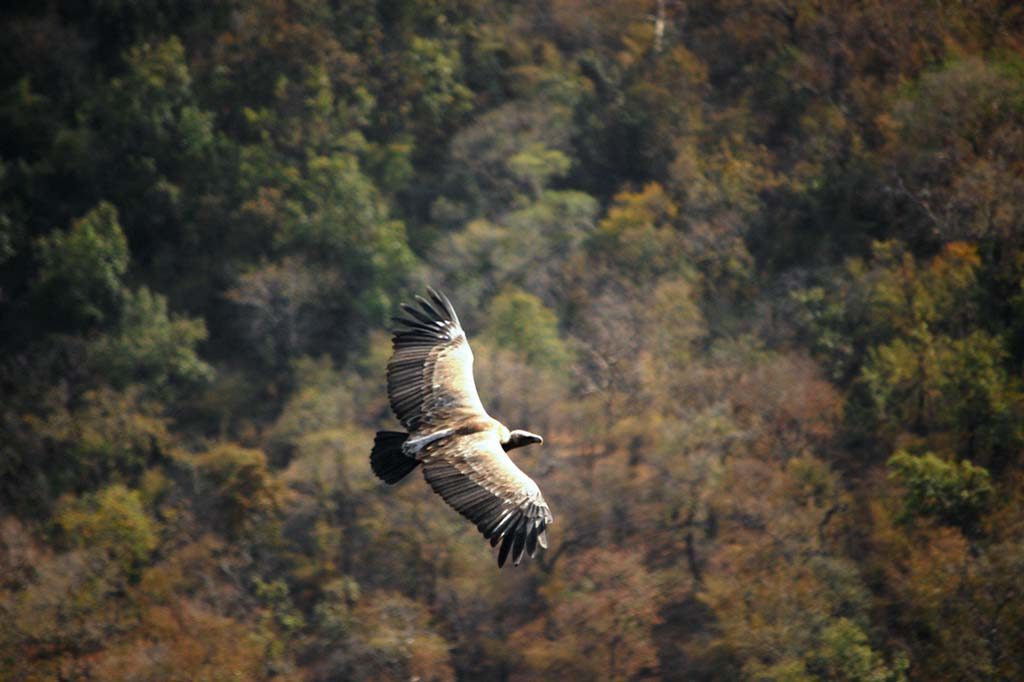 BANDHAVGARH