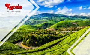 Kerala – All About Nature